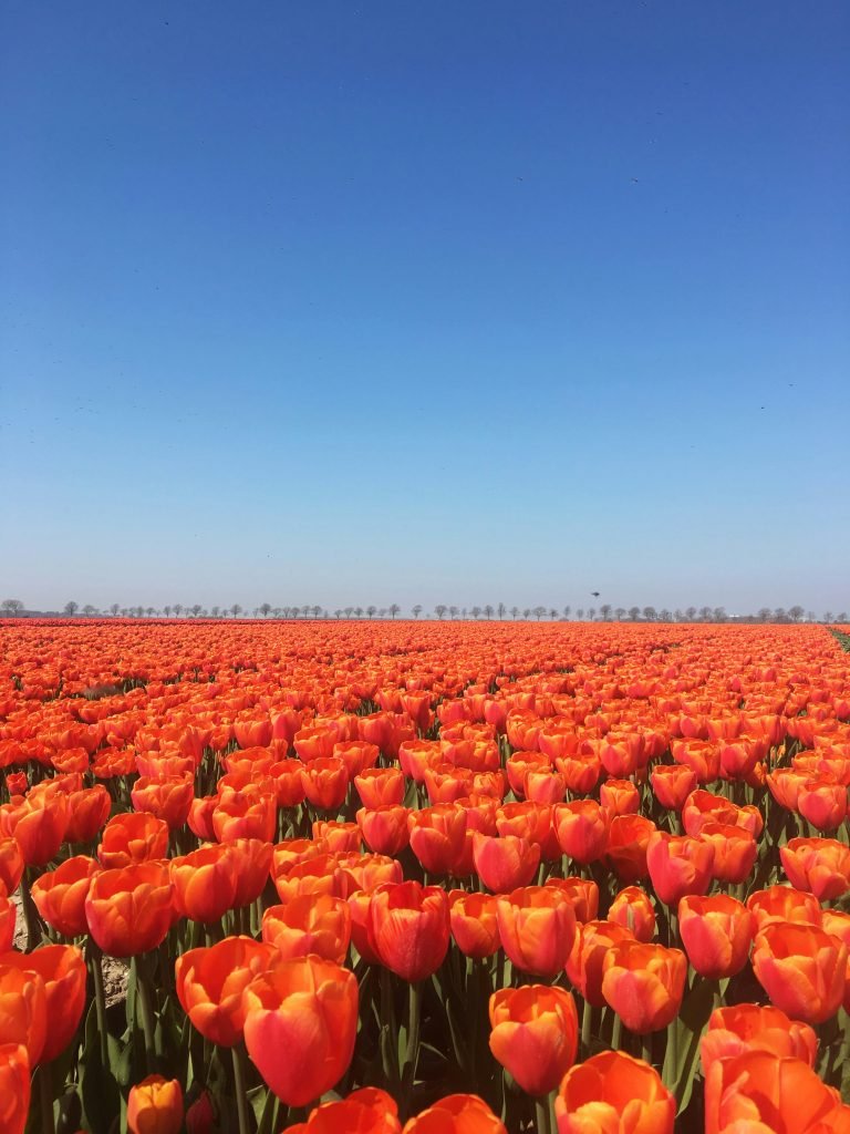 Netherlands Tulips