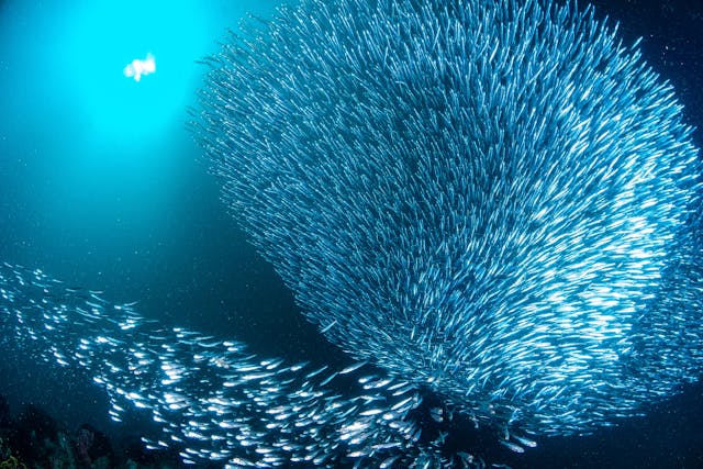 Traveller swimming through a massive school of sardines in Moalboal Cebu.